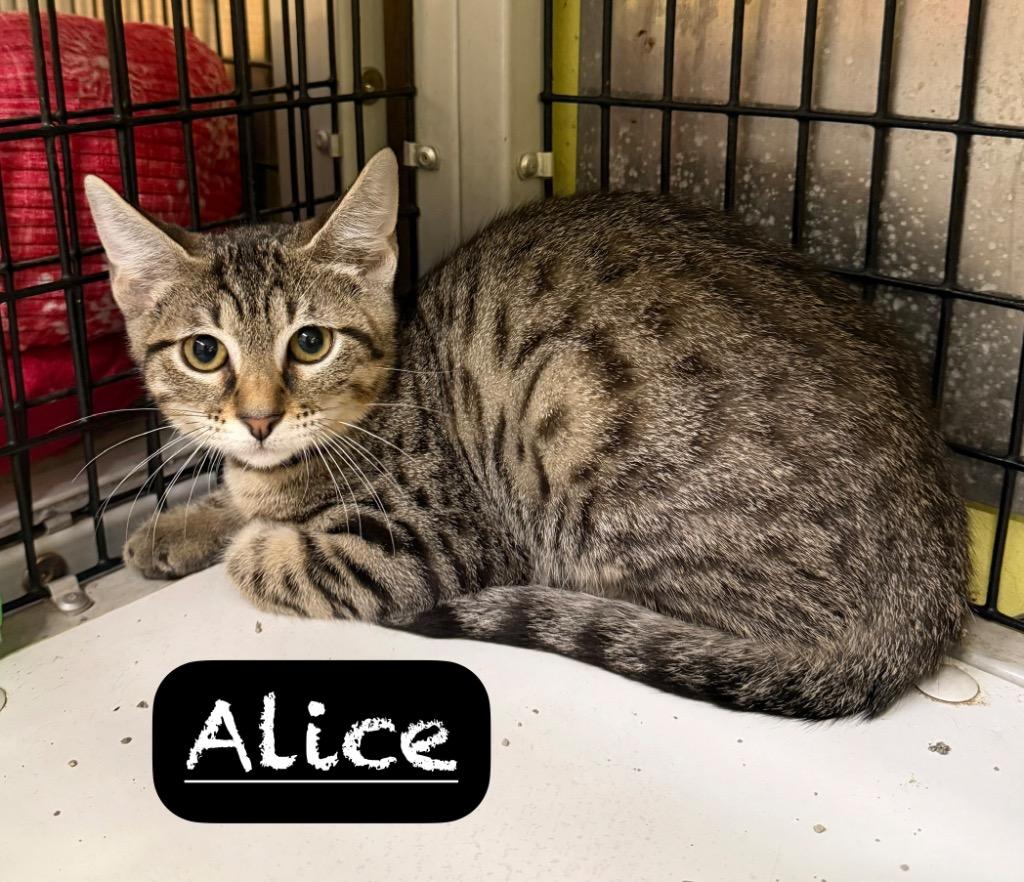 Alice, a Adoptable mixed breed in Maumelle, AR image 2/2