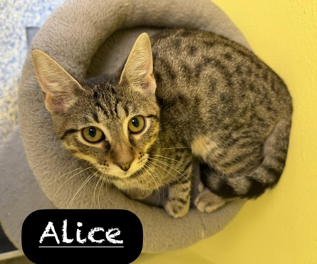 Enlarge Alice, a Adoptable mixed breed in Maumelle, AR image 4/5