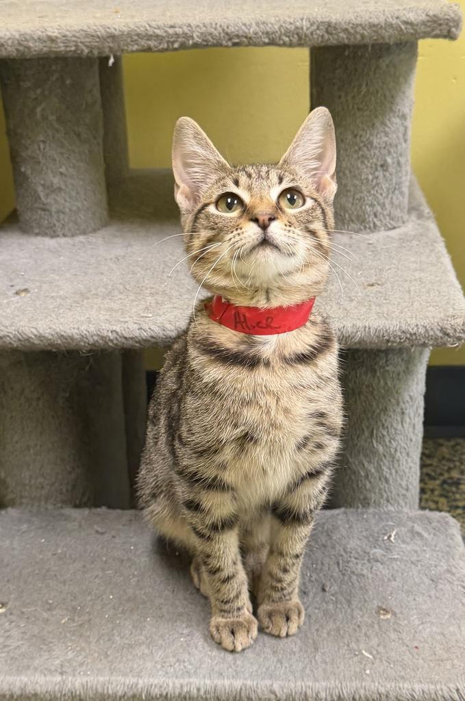 Enlarge Alice, a Adoptable mixed breed in Maumelle, AR image 5/5