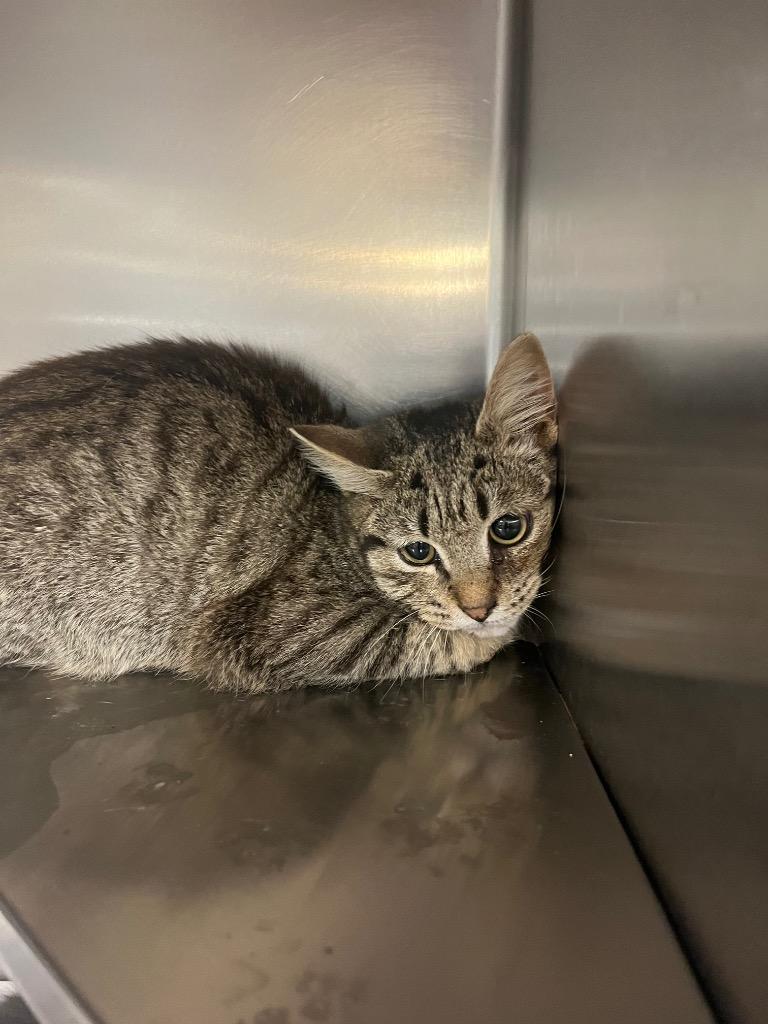 Lou, Adopted, Young Male Domestic Short Hair.