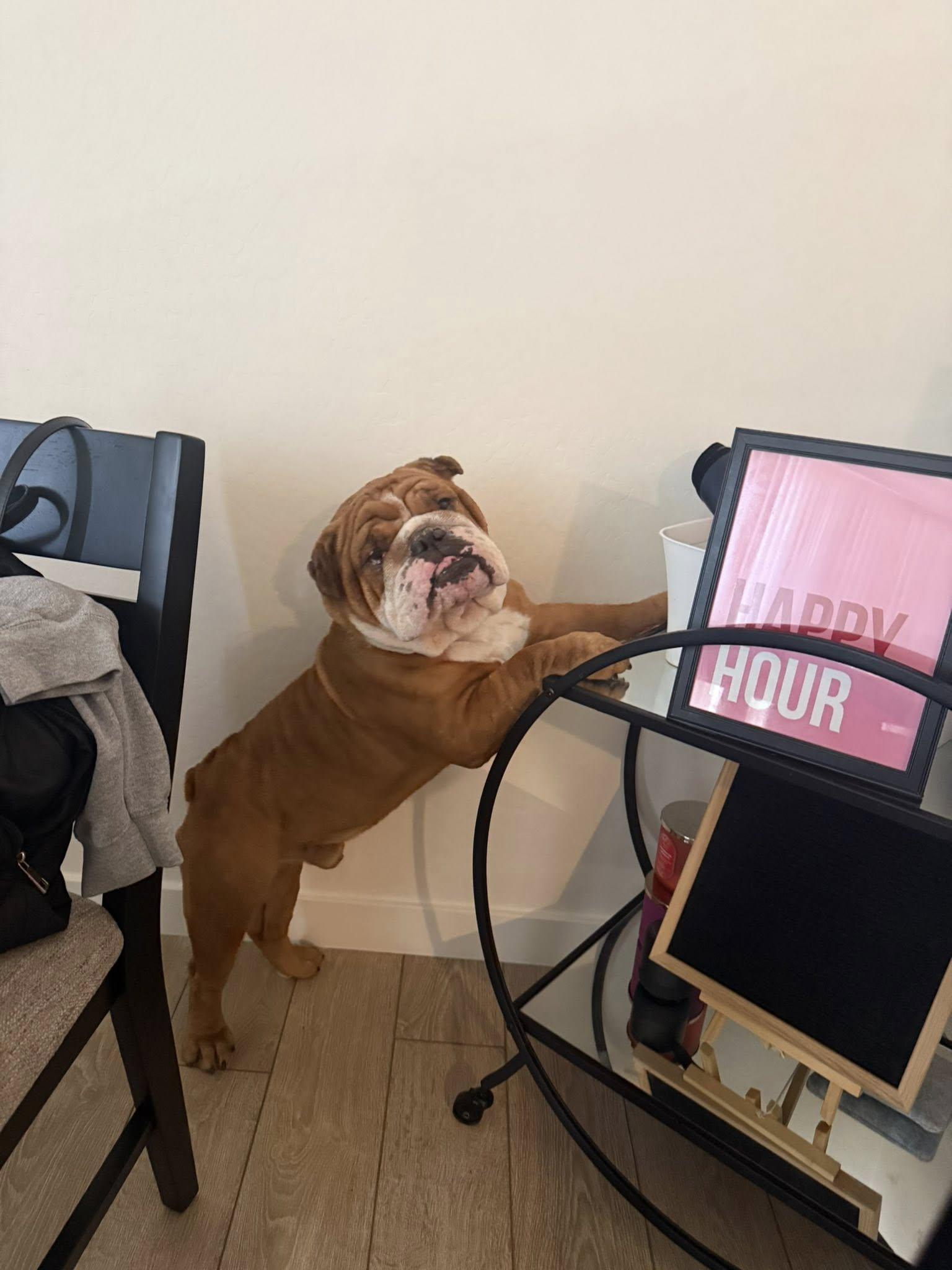 Moose, a Adopted English Bulldog in Yuma, AZ image 1/4
