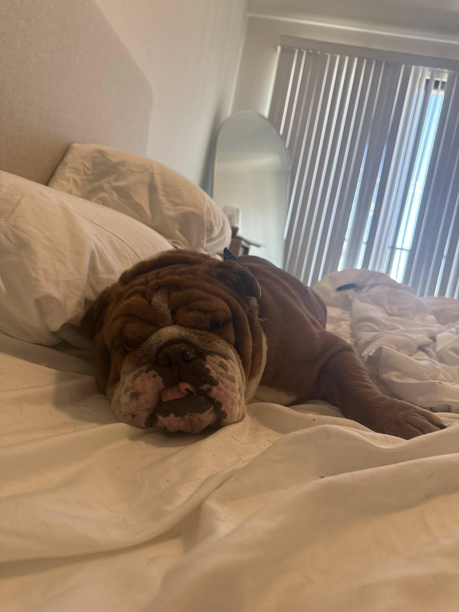 Moose, a Adopted English Bulldog in Yuma, AZ image 2/4