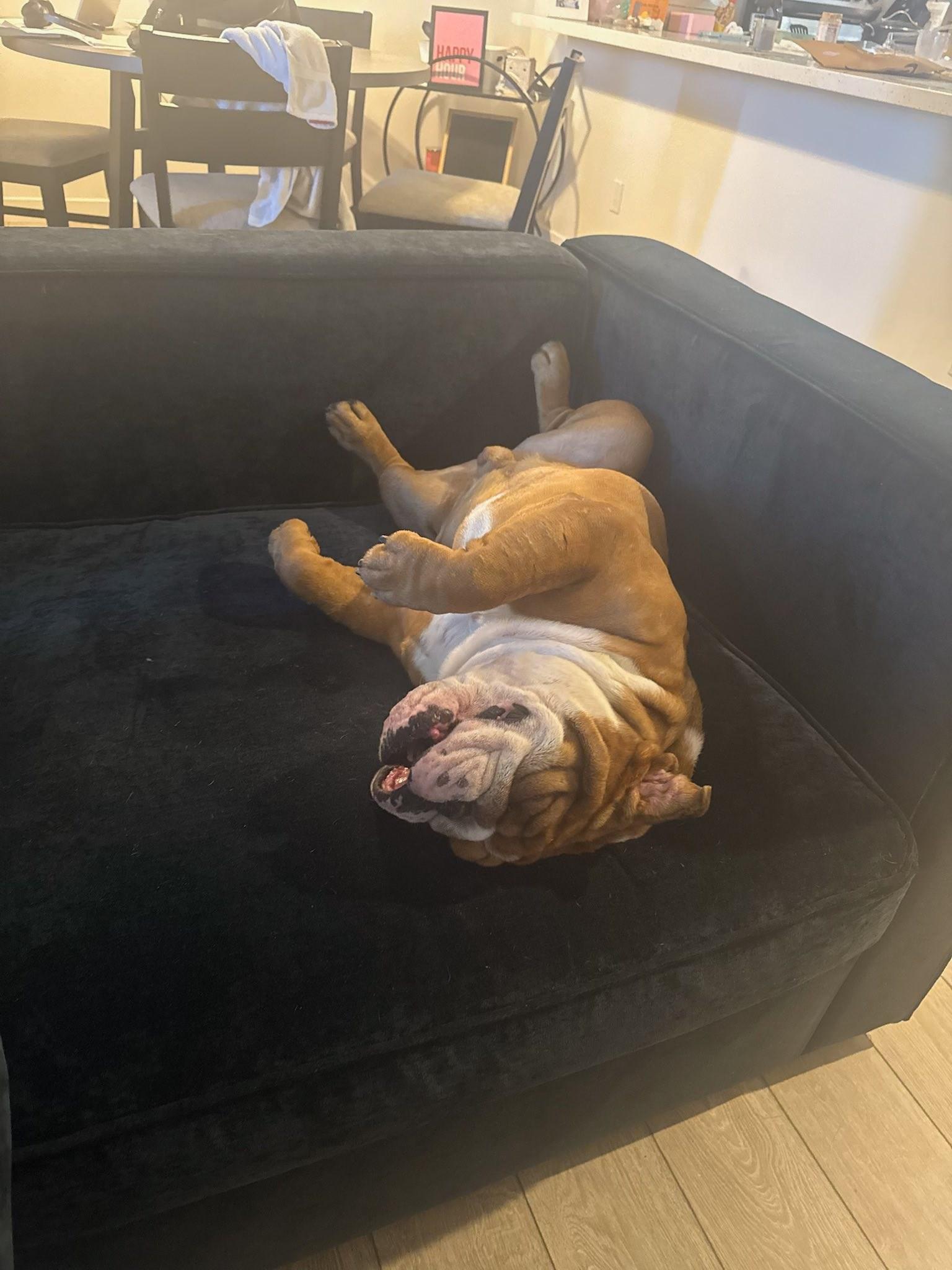 Moose, a Adopted English Bulldog in Yuma, AZ image 3/4