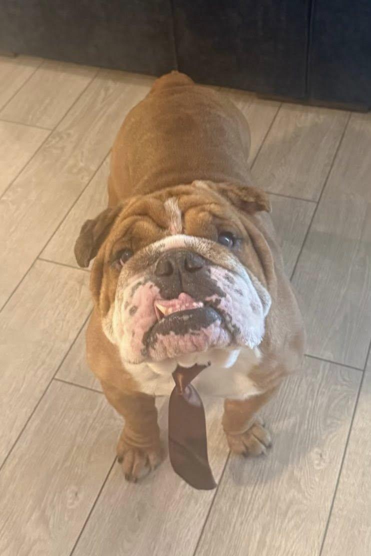 Moose, a Adopted English Bulldog in Yuma, AZ image 4/4