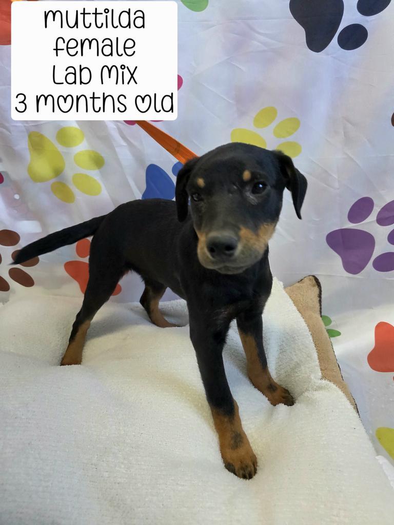 Enlarge Muttilda, a Adoptable mixed breed in Holbrook, AZ image 1/1