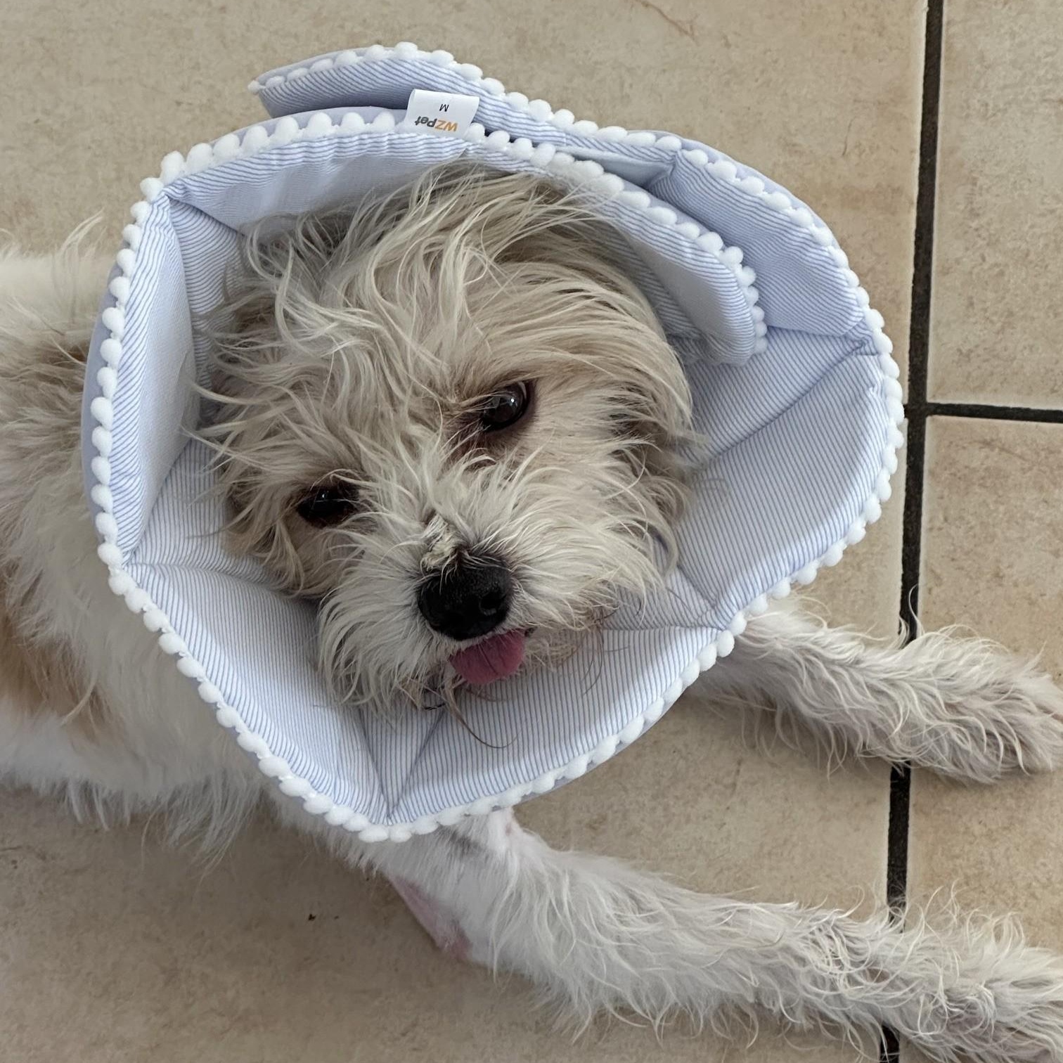 WINSTON, adopted, Adult Male Glen of Imaal Terrier & Miniature Poodle.