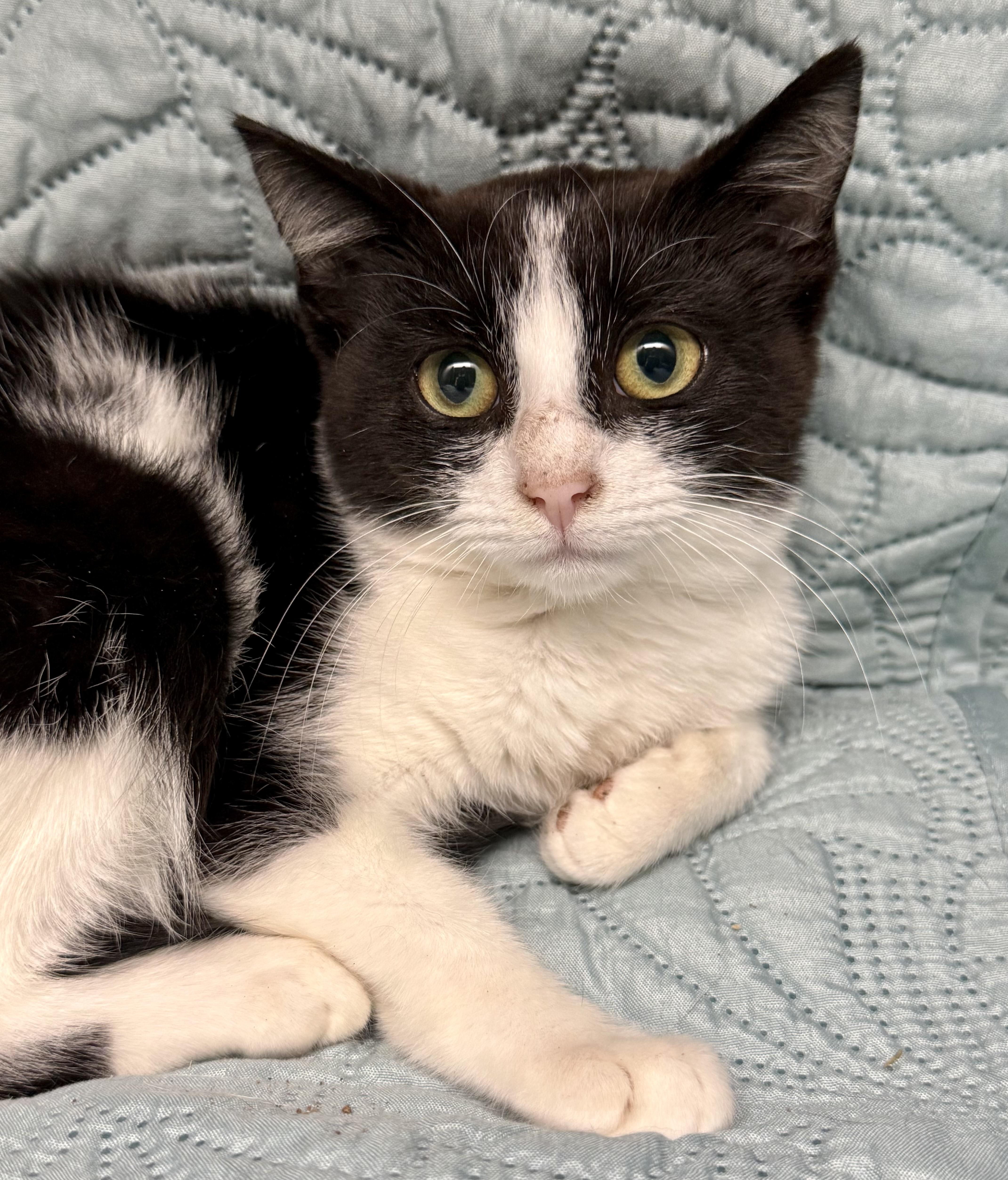 Enlarge Octavia, a Adoptable Domestic Short Hair in Frewsburg, NY image 1/1