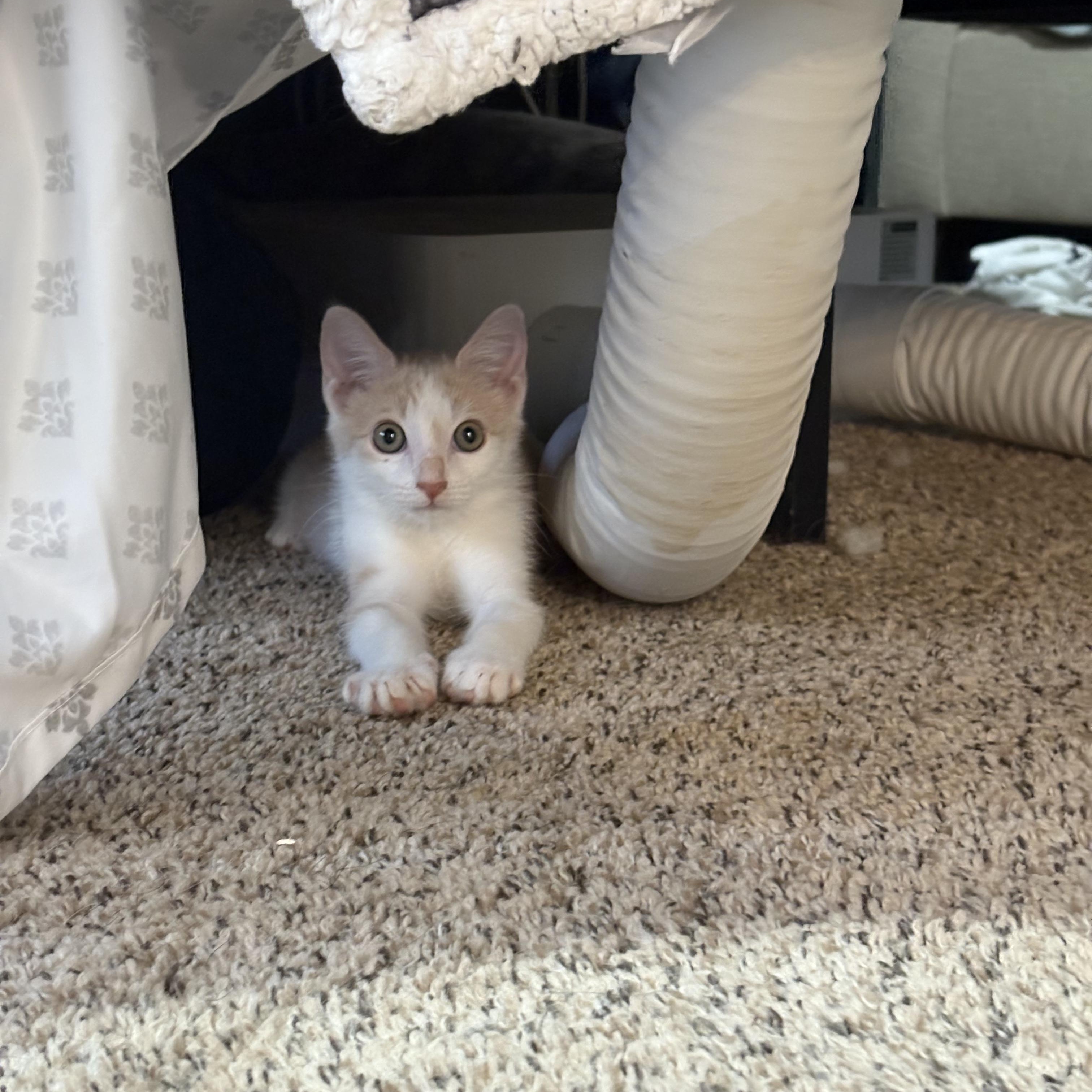 FRUIT SNACK, adopted, Kitten Male Domestic Short Hair.