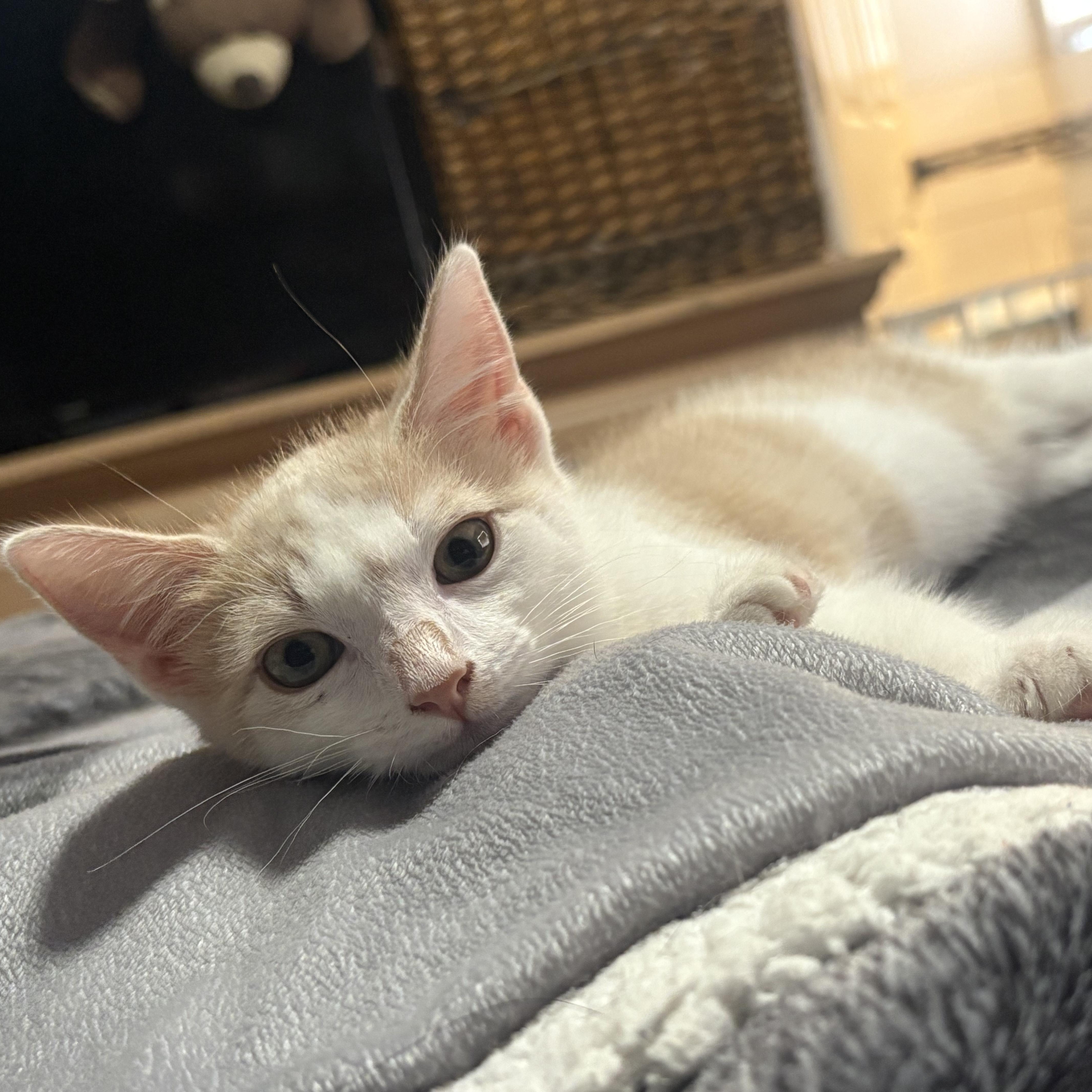 Enlarge FRUIT SNACK, an adopted Domestic Short Hair in Tempe, AZ image 3/6