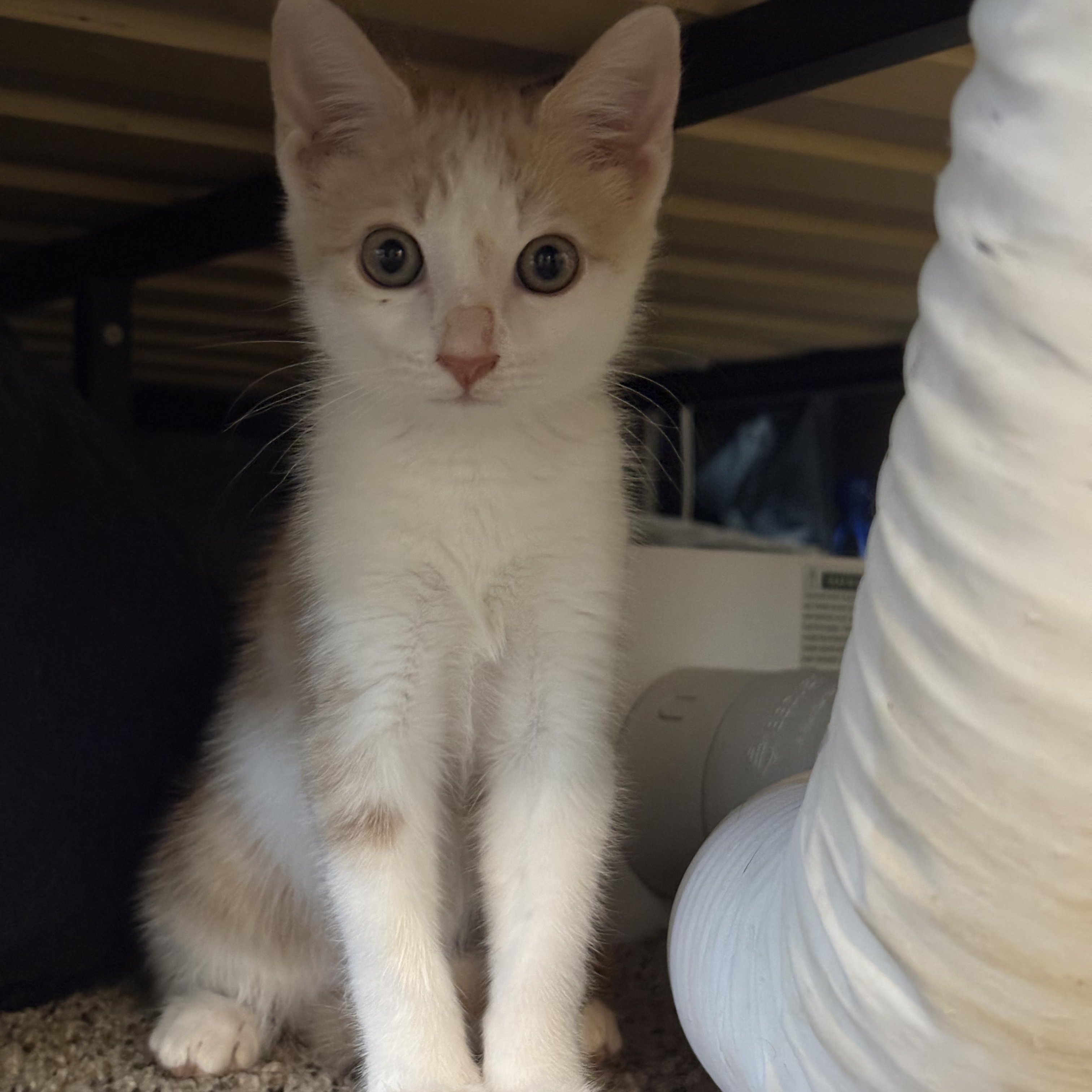 Enlarge FRUIT SNACK, an adopted Domestic Short Hair in Tempe, AZ image 5/6