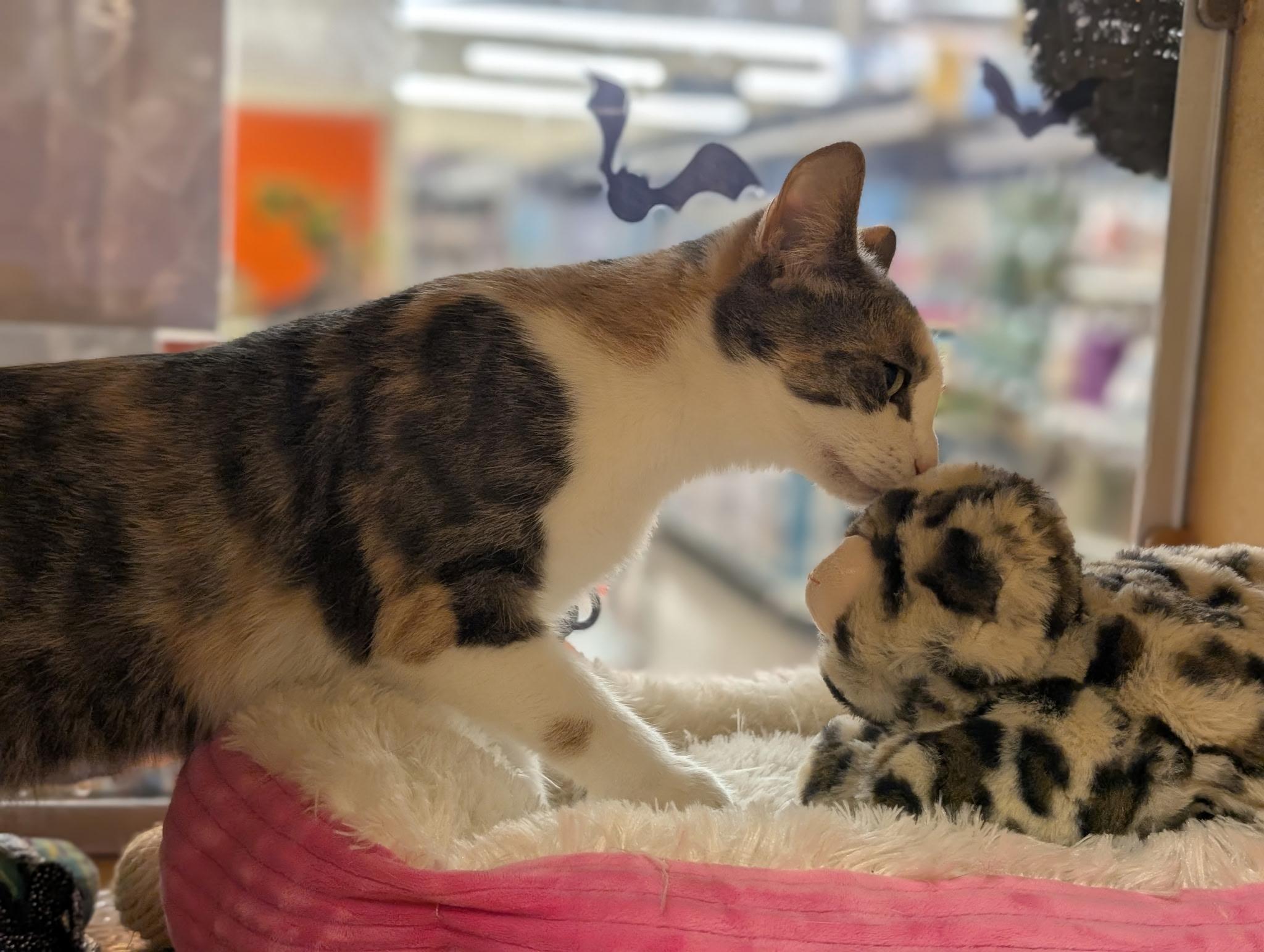 Enlarge Missy Marie, a Adopted Dilute Calico in Elgin, SC image 4/5