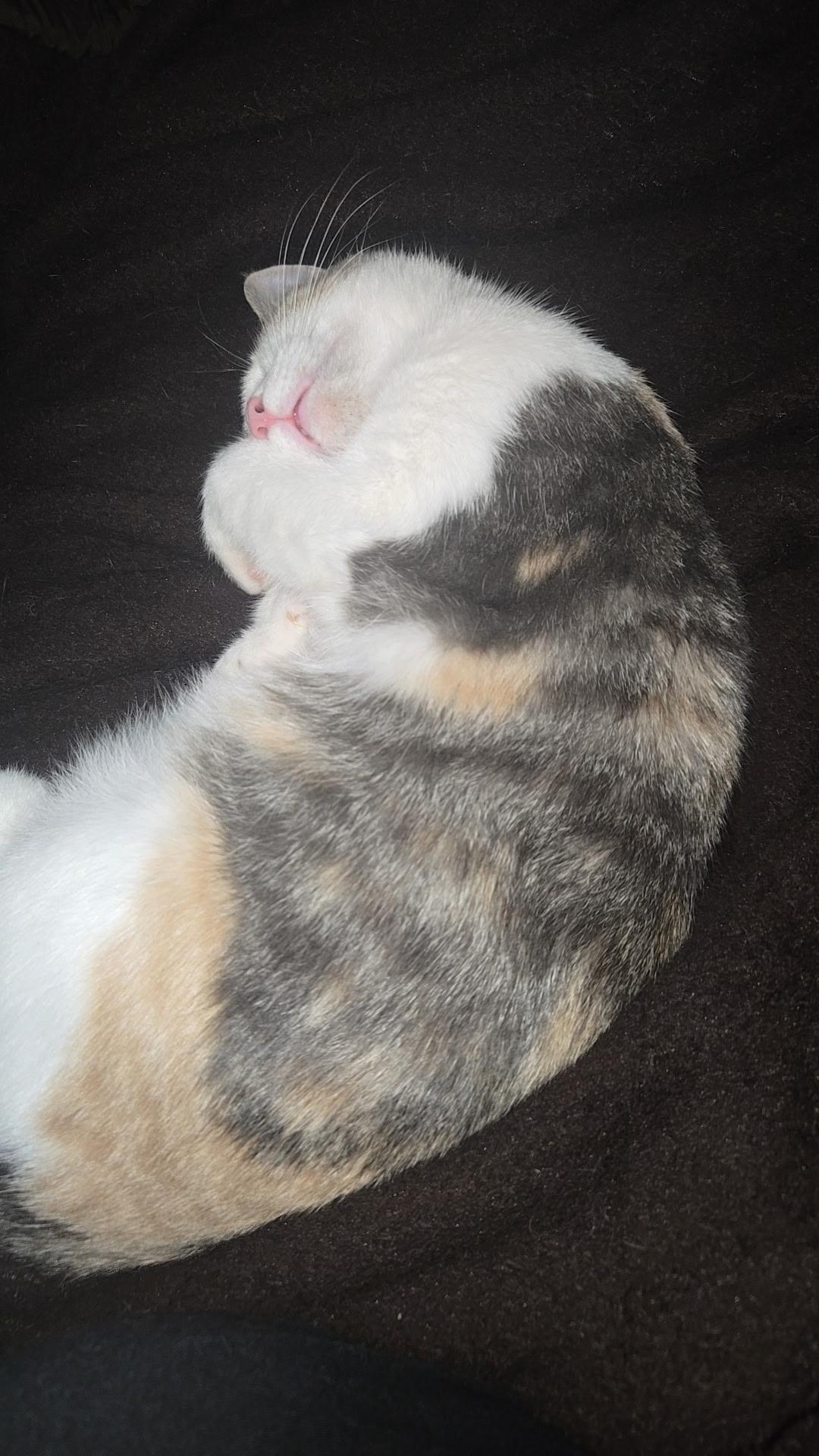 Enlarge FENN, a Adoptable Dilute Calico in Elgin, SC image 3/5