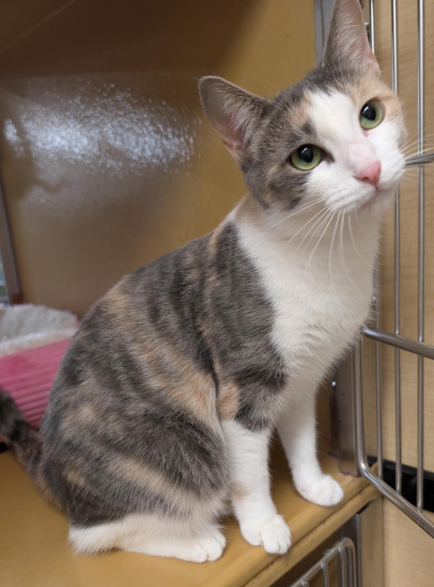 Missy Marie, Adoptable, Adult Female Dilute Calico.