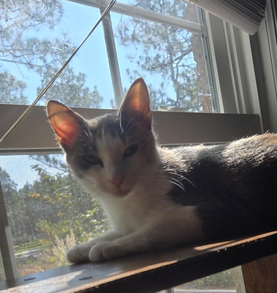 Enlarge FENN, a Adoptable Dilute Calico in Elgin, SC image 5/5