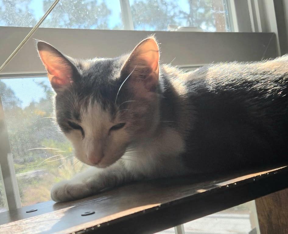 FENN, Adoptable, Adult Female Dilute Calico.