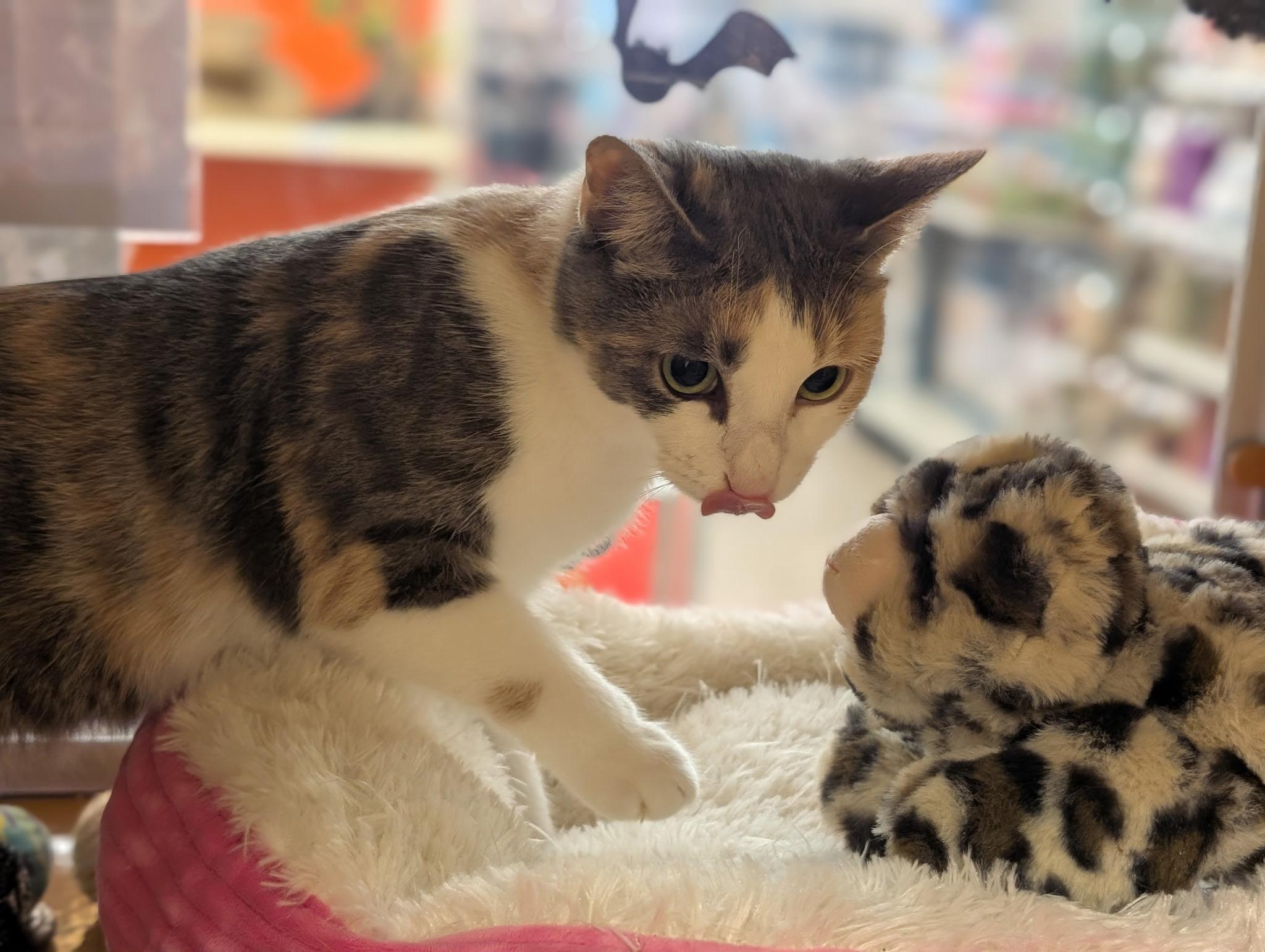 Enlarge Missy Marie, a Adopted Dilute Calico in Elgin, SC image 5/5