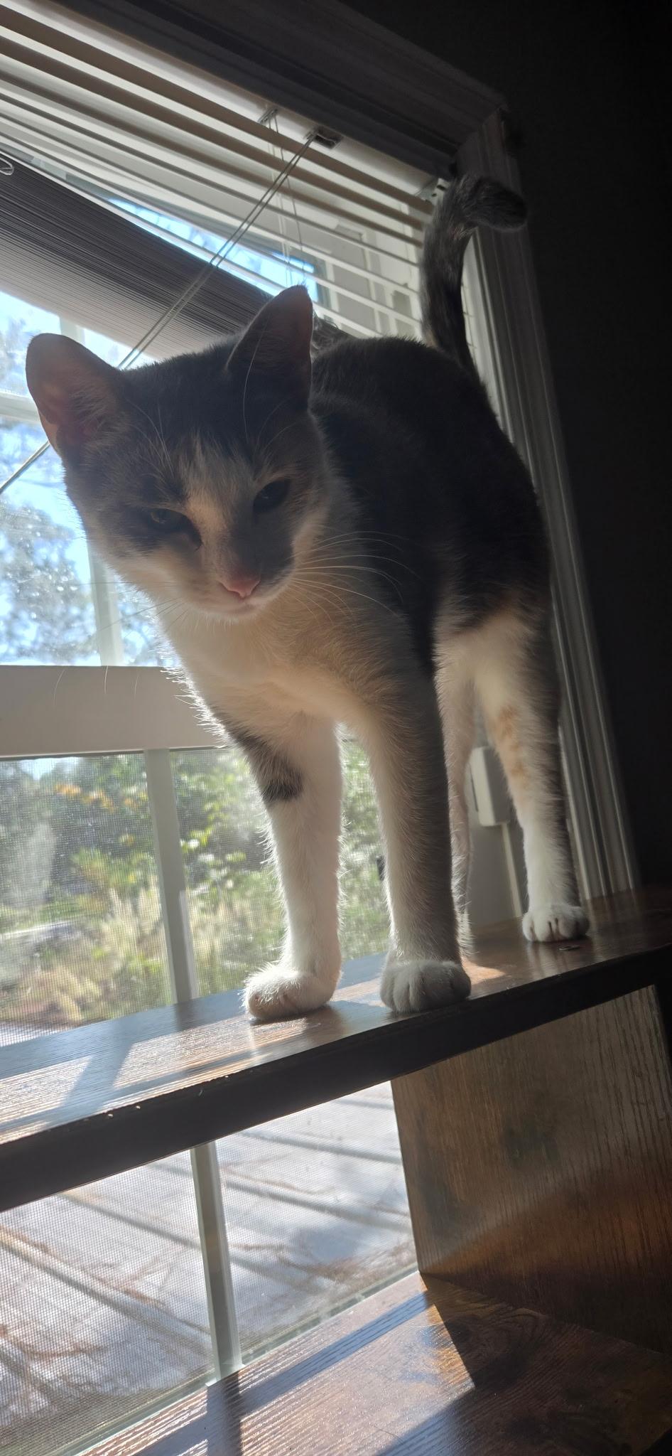 Enlarge FENN, a Adoptable Dilute Calico in Elgin, SC image 4/5