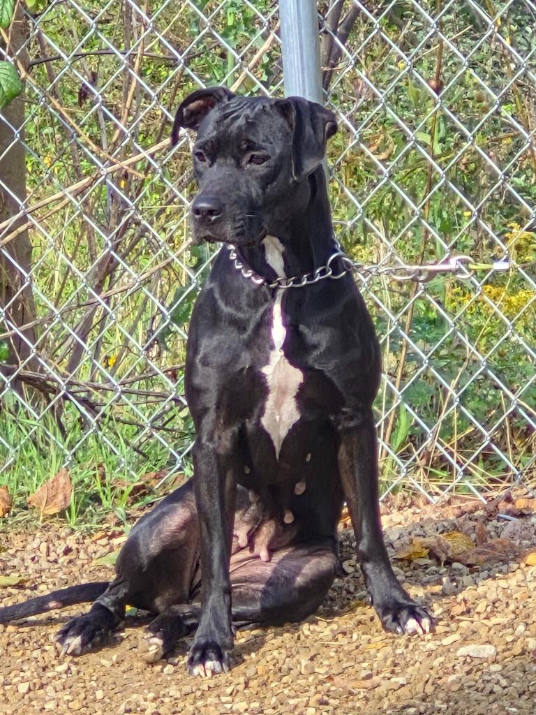 Enlarge SERAPHINA, a Adoptable mixed breed in Crossville, TN image 2/2