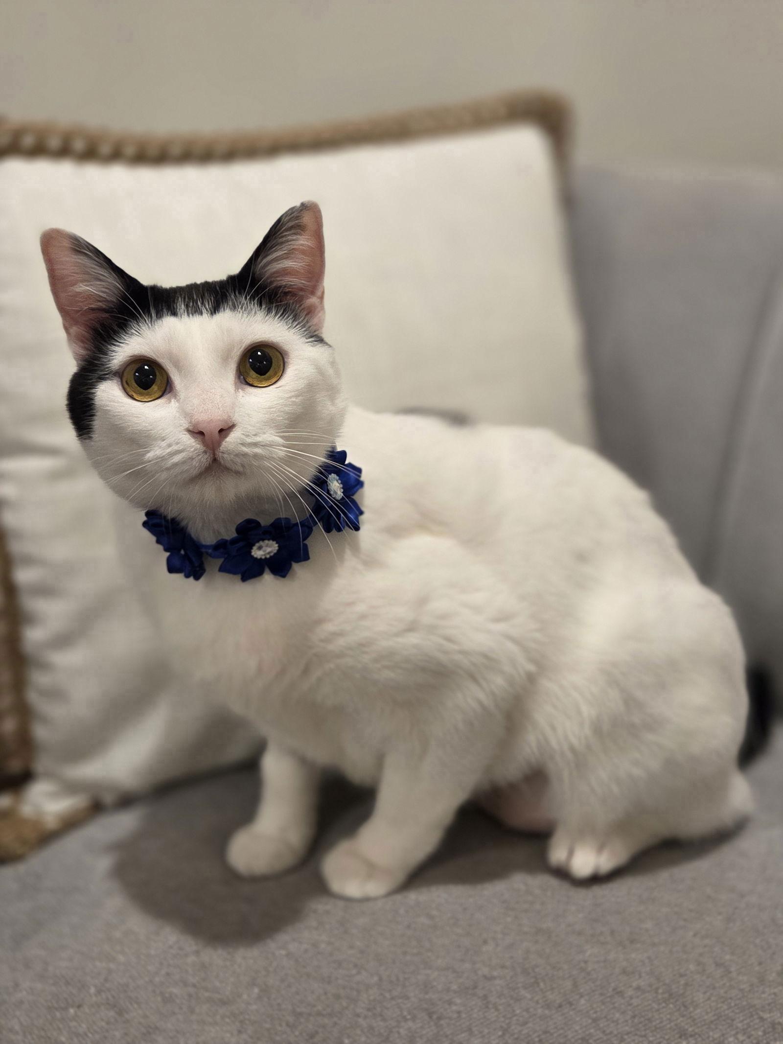 Enlarge Barbara, a Adoptable Domestic Short Hair in Attalla, AL image 2/3