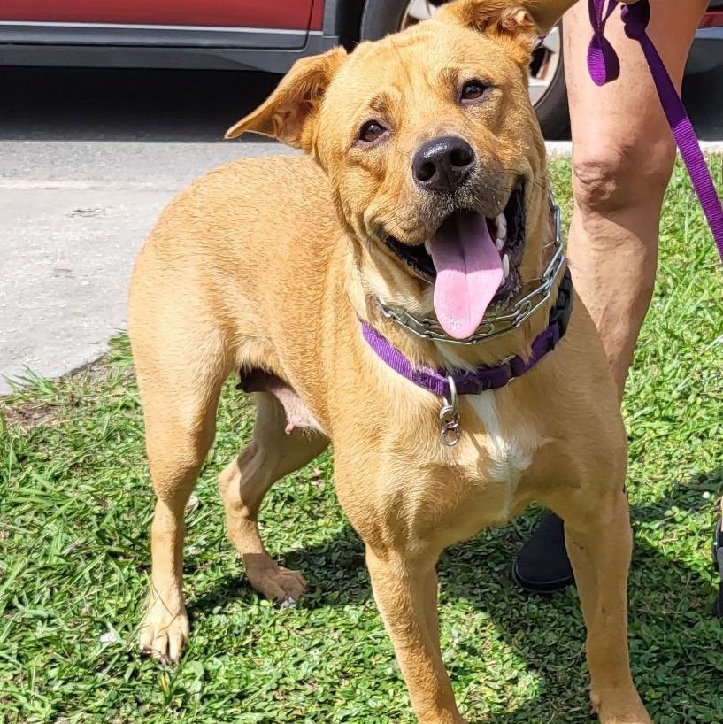 Leona, a Adoptable mixed breed in Sarasota, FL image 2/6