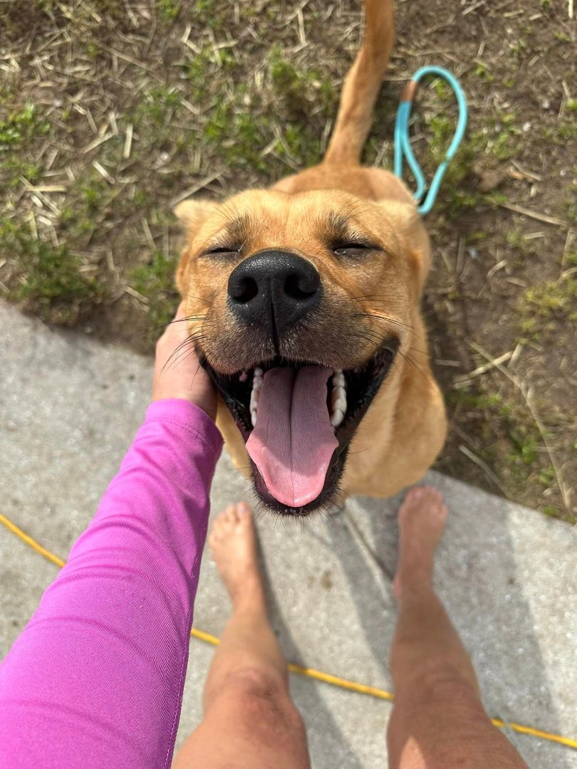 Leona, a Adoptable mixed breed in Sarasota, FL image 3/6