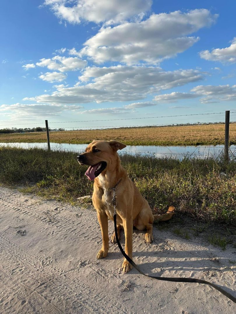 Leona, a Adoptable mixed breed in Sarasota, FL image 4/6
