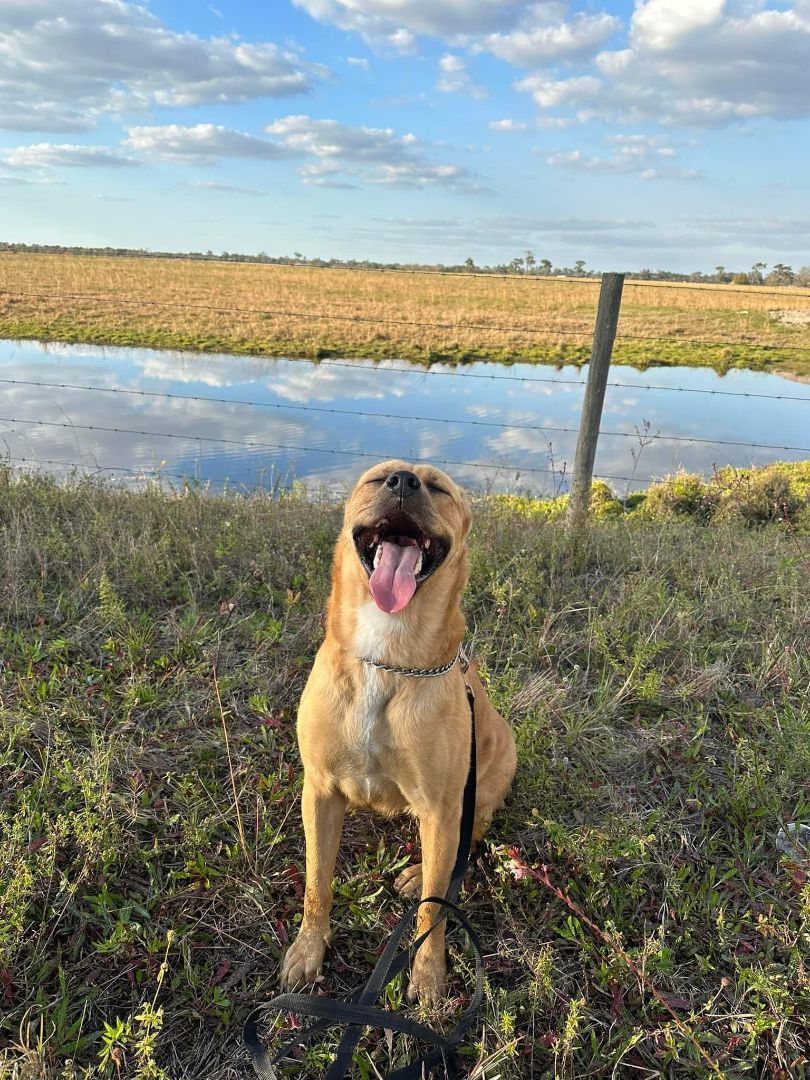 Leona, a Adoptable mixed breed in Sarasota, FL image 5/6