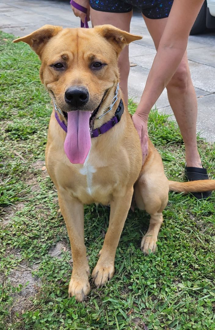 Leona, a Adoptable mixed breed in Sarasota, FL image 1/6