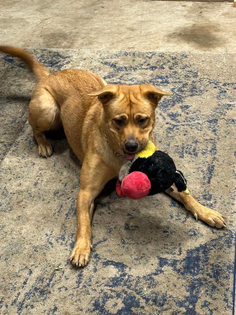 Leona, a Adoptable mixed breed in Sarasota, FL image 6/6