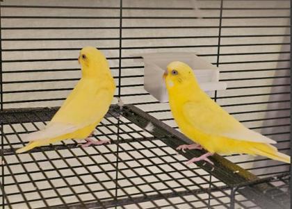 Enlarge Bootcut, a Adoptable Parakeet (Other) in Seattle, WA image 1/1