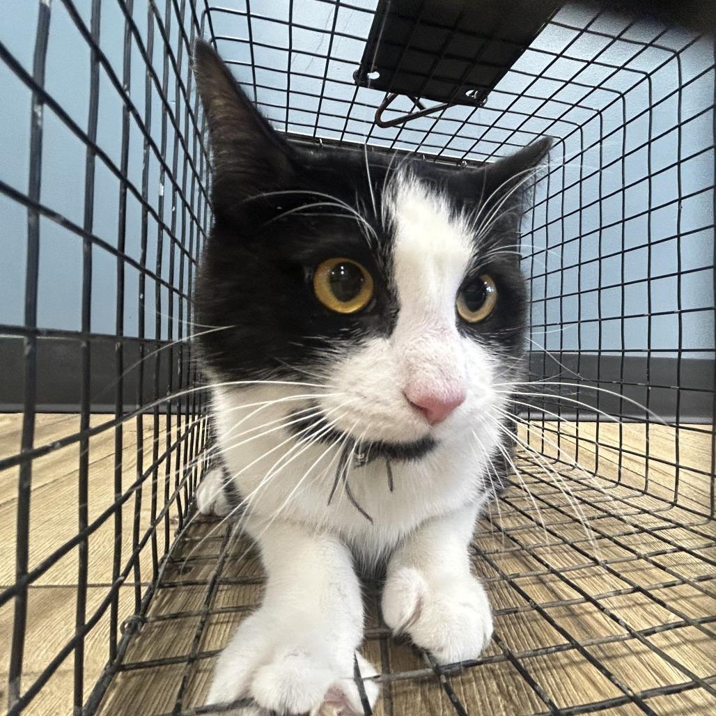 Auntie, Adoptable, Adult Female Domestic Short Hair.