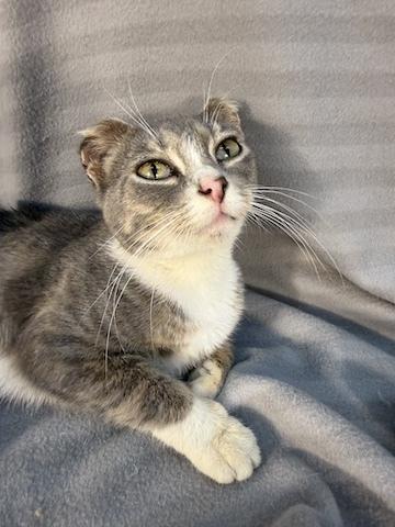 Elsa, adopted, Young Female Domestic Short Hair.