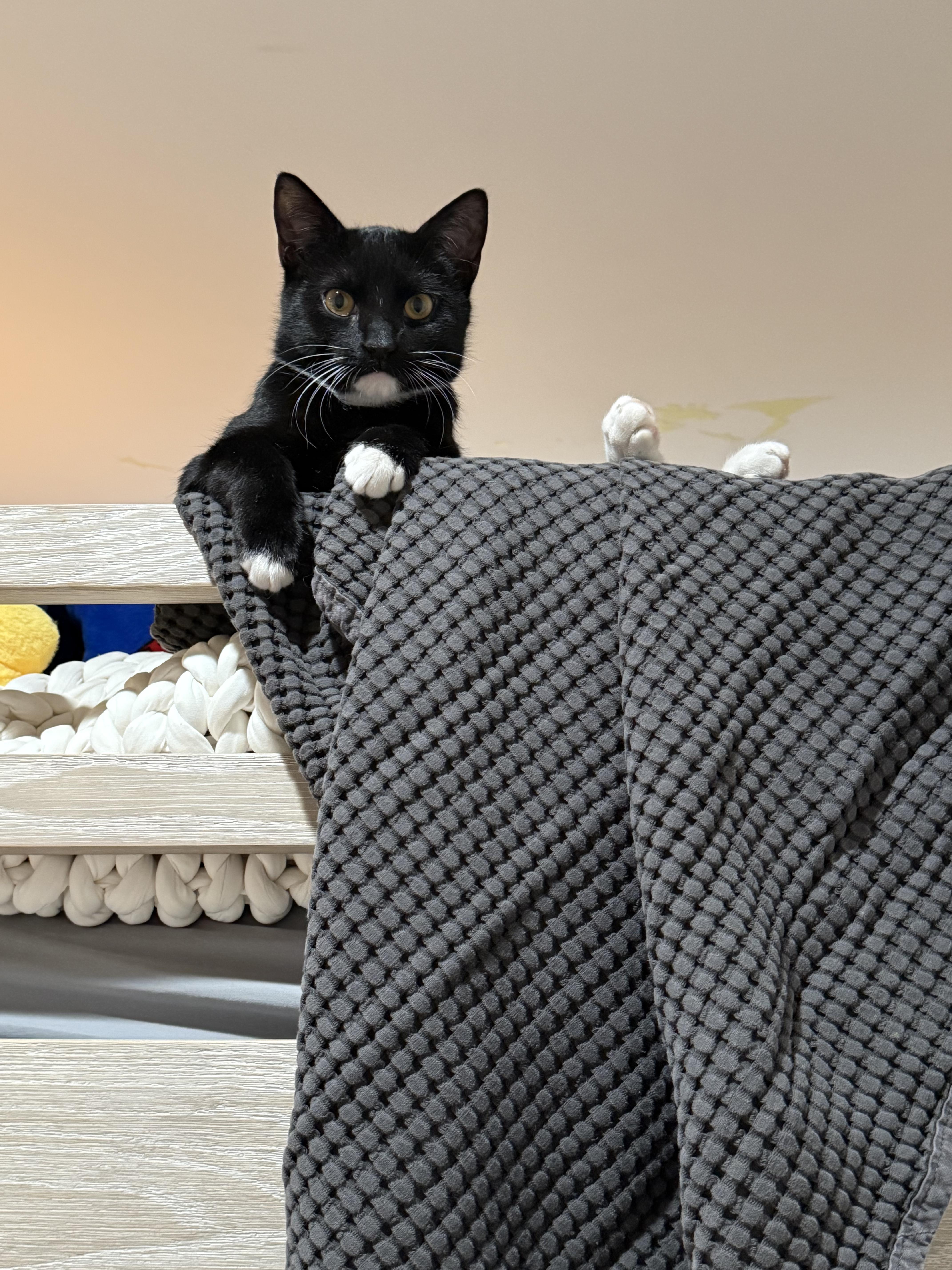 Enlarge Francis & Ferdinand, a ADOPTABLE American Shorthair in brooklyn, NY image 1/5