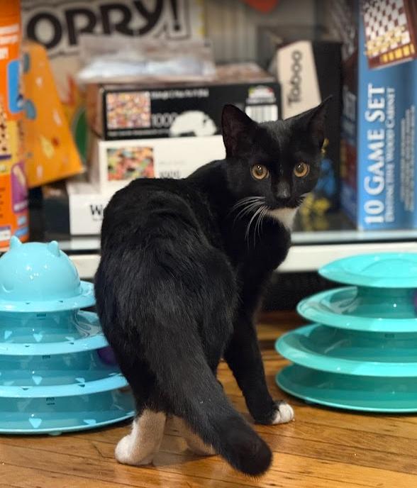 Enlarge Francis & Ferdinand, a ADOPTABLE American Shorthair in brooklyn, NY image 2/5