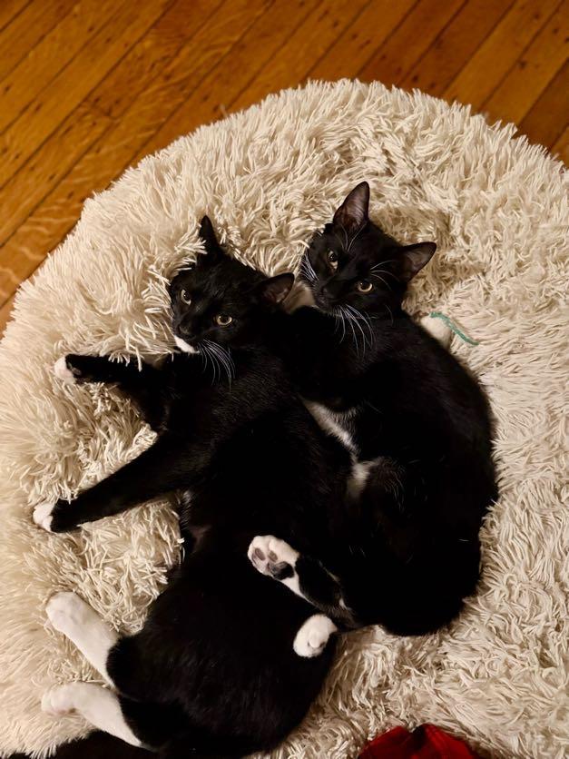Enlarge Francis & Ferdinand, a ADOPTABLE American Shorthair in brooklyn, NY image 3/5