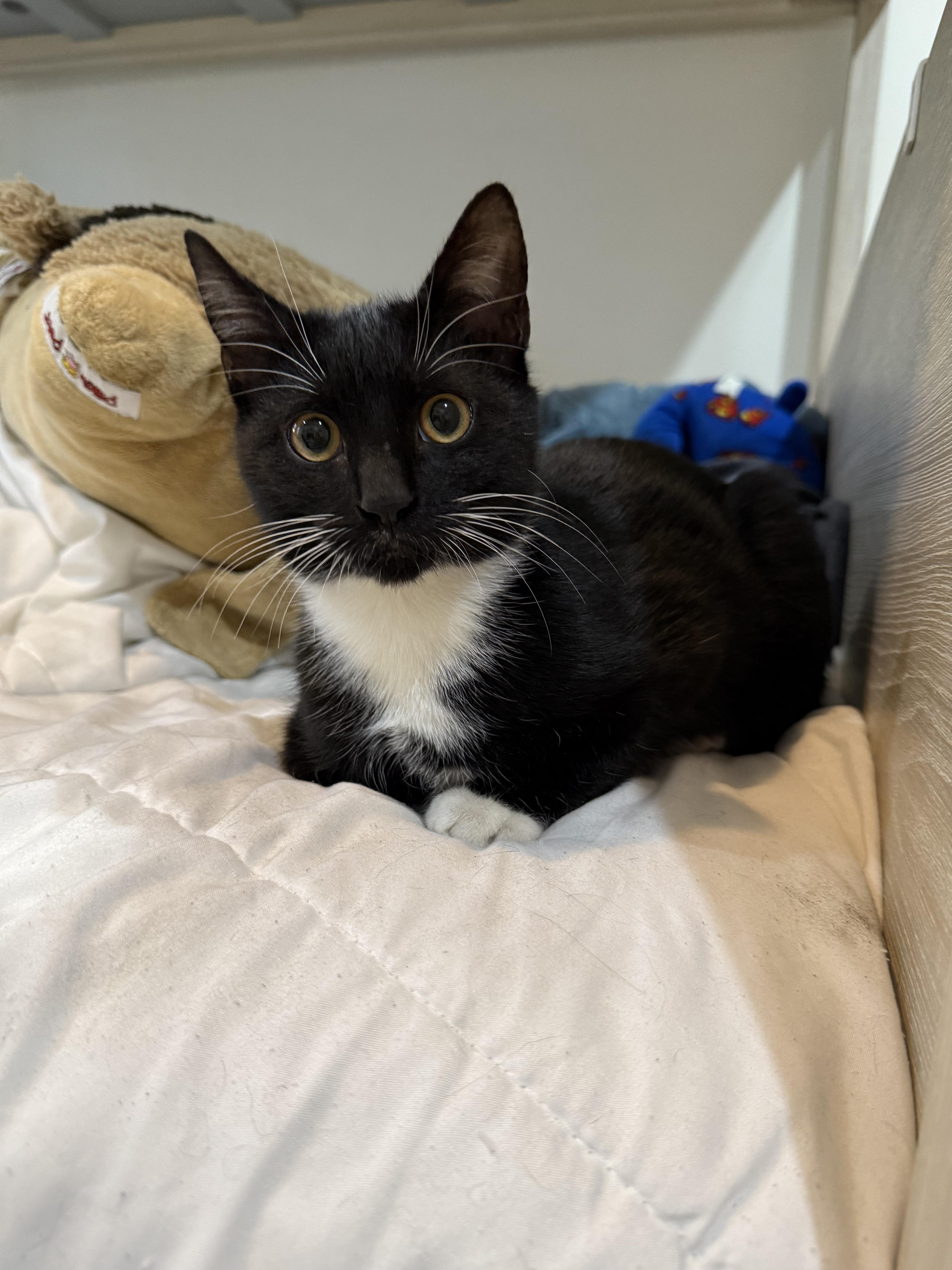 Enlarge Francis & Ferdinand, a ADOPTABLE American Shorthair in brooklyn, NY image 5/5