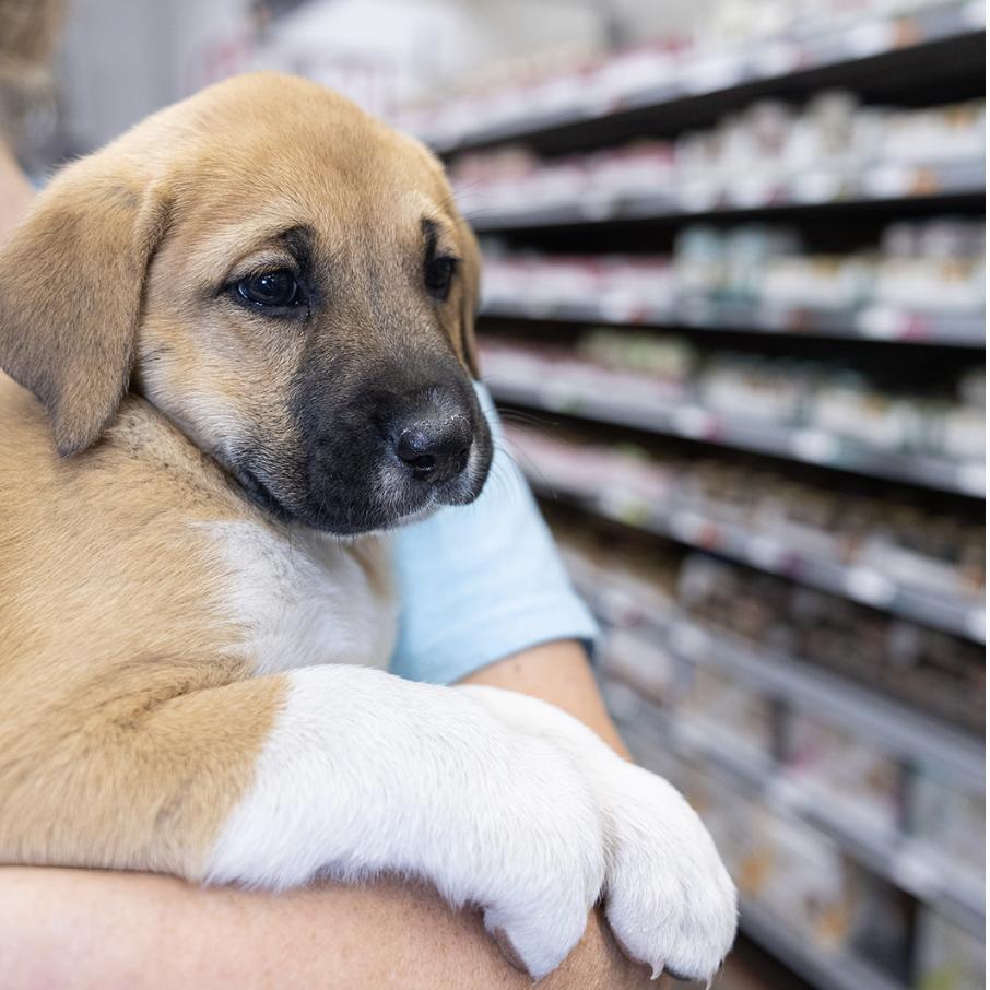Sutton, Adoptable, Puppy Female Shepherd.