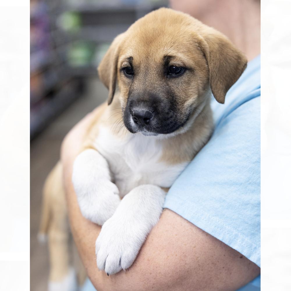 Enlarge Sutton, a Adoptable mixed breed in Clovis, NM image 2/4