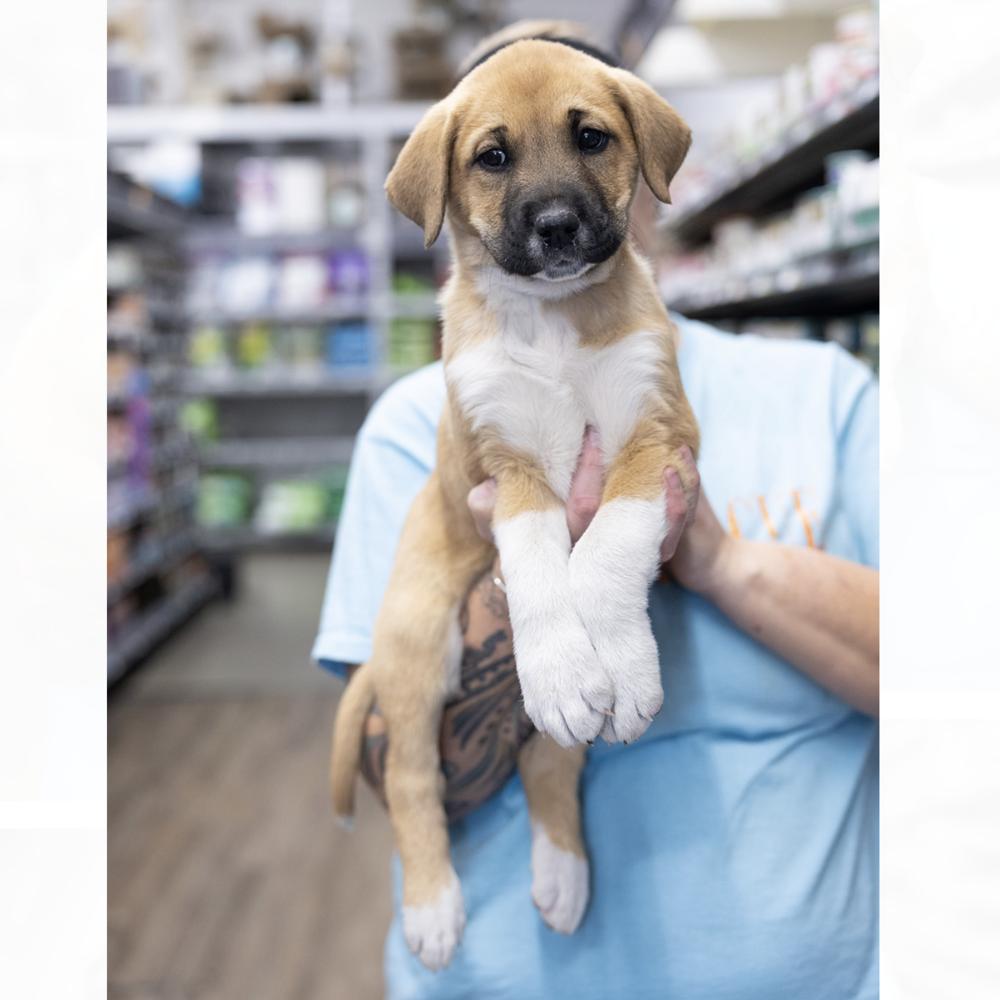 Enlarge Sutton, a Adoptable mixed breed in Clovis, NM image 3/4