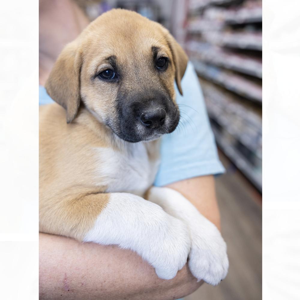 Enlarge Sutton, a Adoptable mixed breed in Clovis, NM image 4/4
