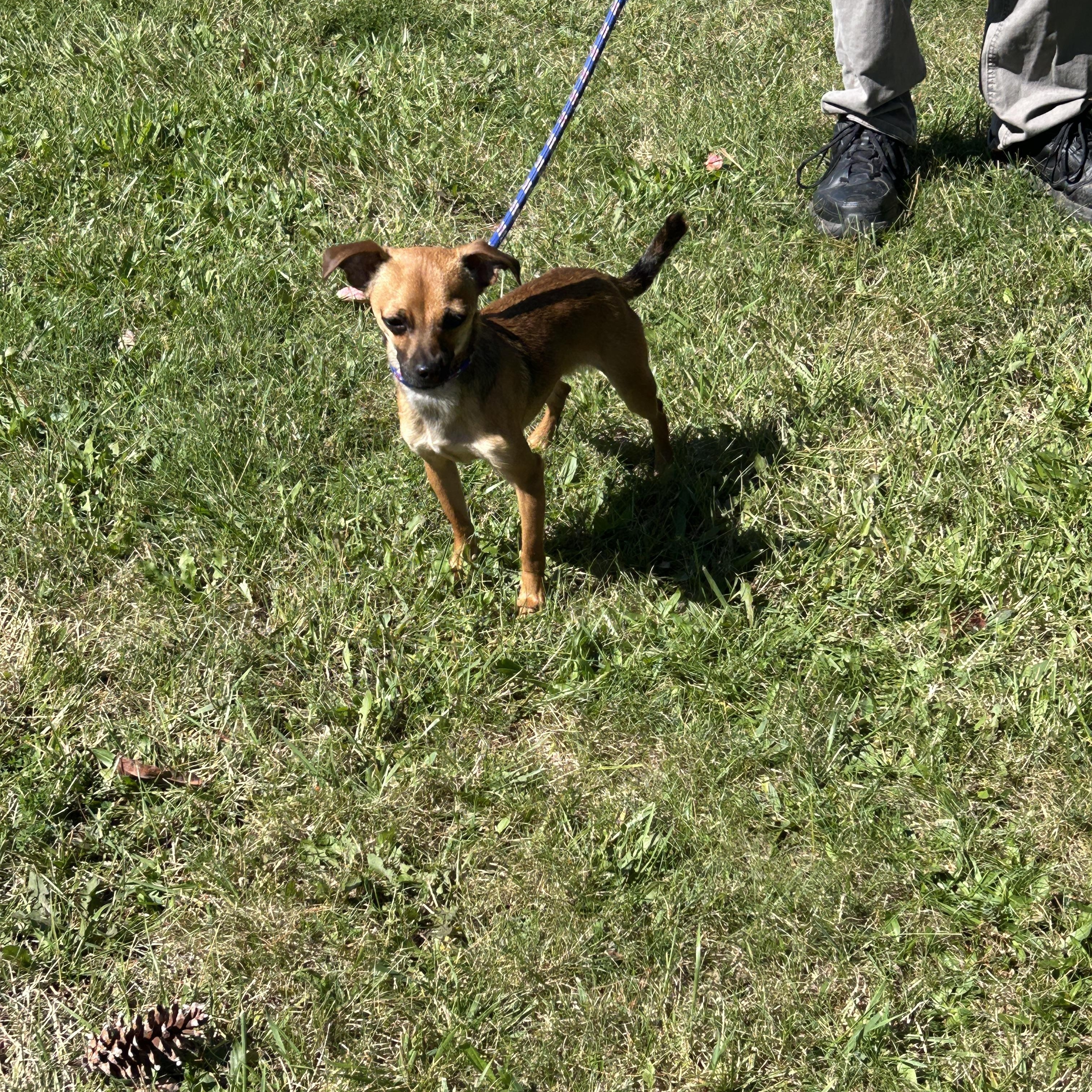 Enlarge Charlie, a Adoptable Chihuahua in Pottsville, PA image 3/3