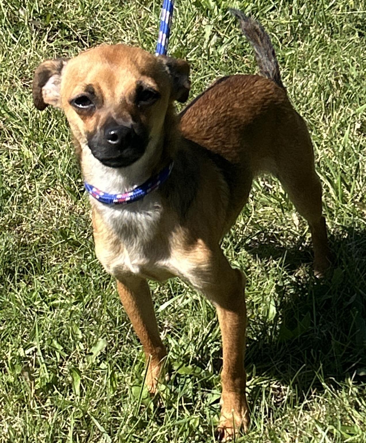 Enlarge Charlie, a Adoptable Chihuahua in Pottsville, PA image 1/3