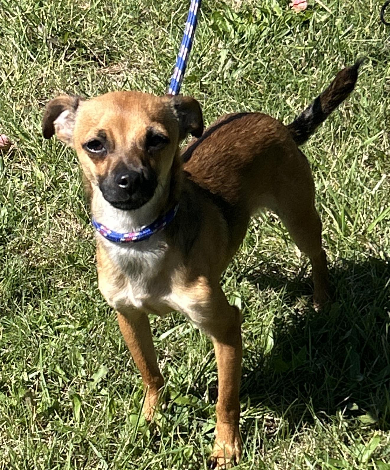 Enlarge Charlie, a Adoptable Chihuahua in Pottsville, PA image 2/3