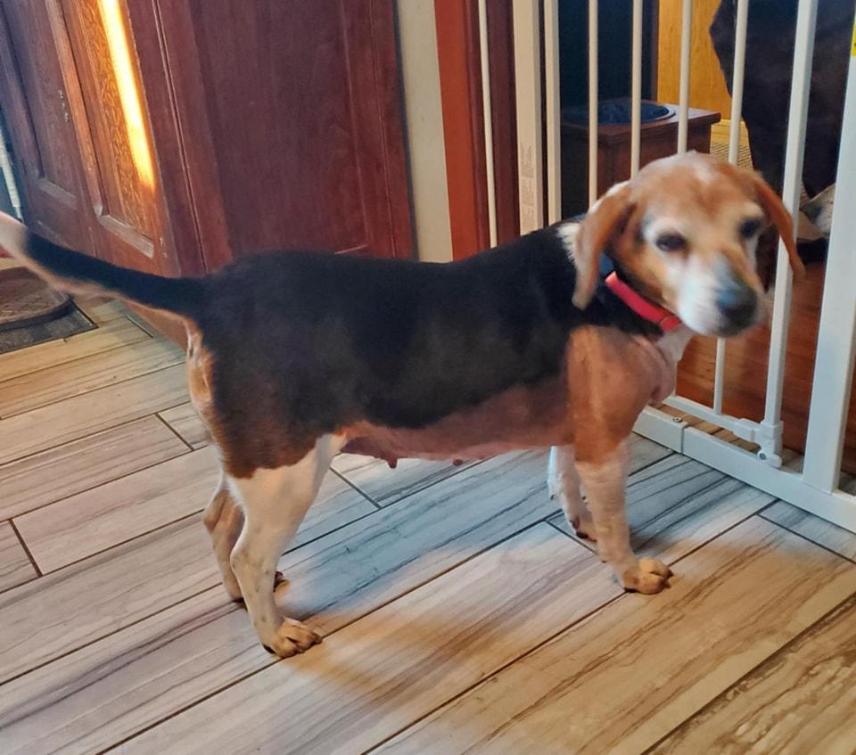 Enlarge Princess, a Adopted Beagle in Columbia City, IN image 1/3