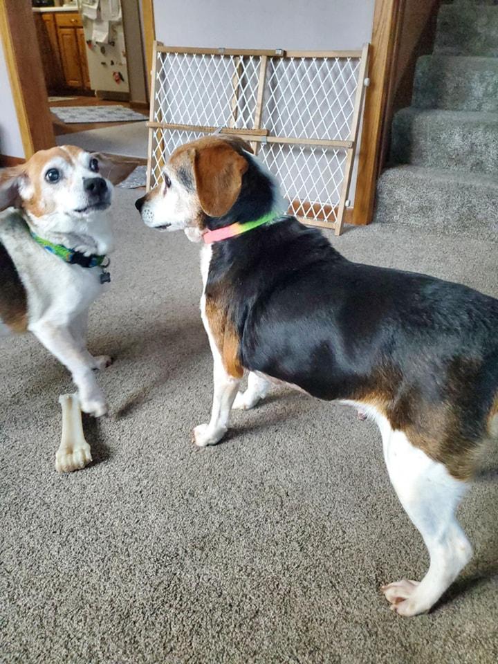 Enlarge Princess, a Adopted Beagle in Columbia City, IN image 2/3