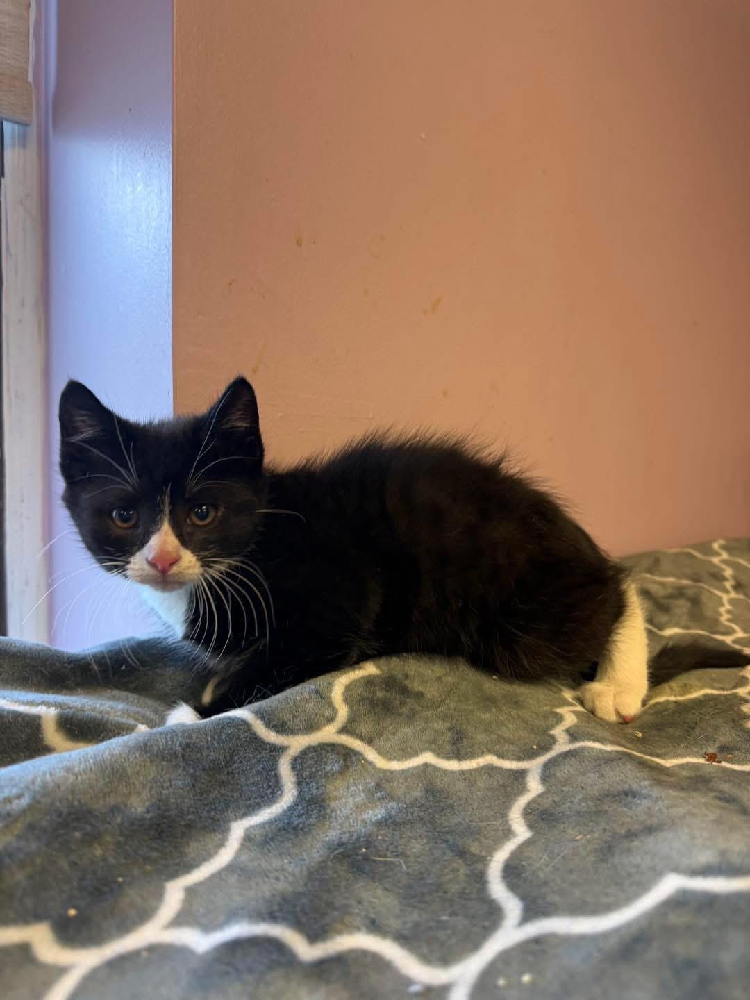 Bobby, ADOPTABLE, Young Male Domestic Short Hair.