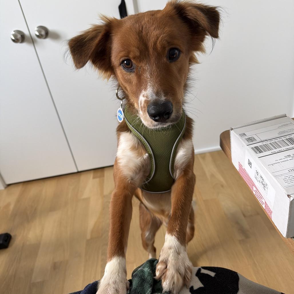 Wheezer, an adopted Shepherd in Chicago, IL image 2/6