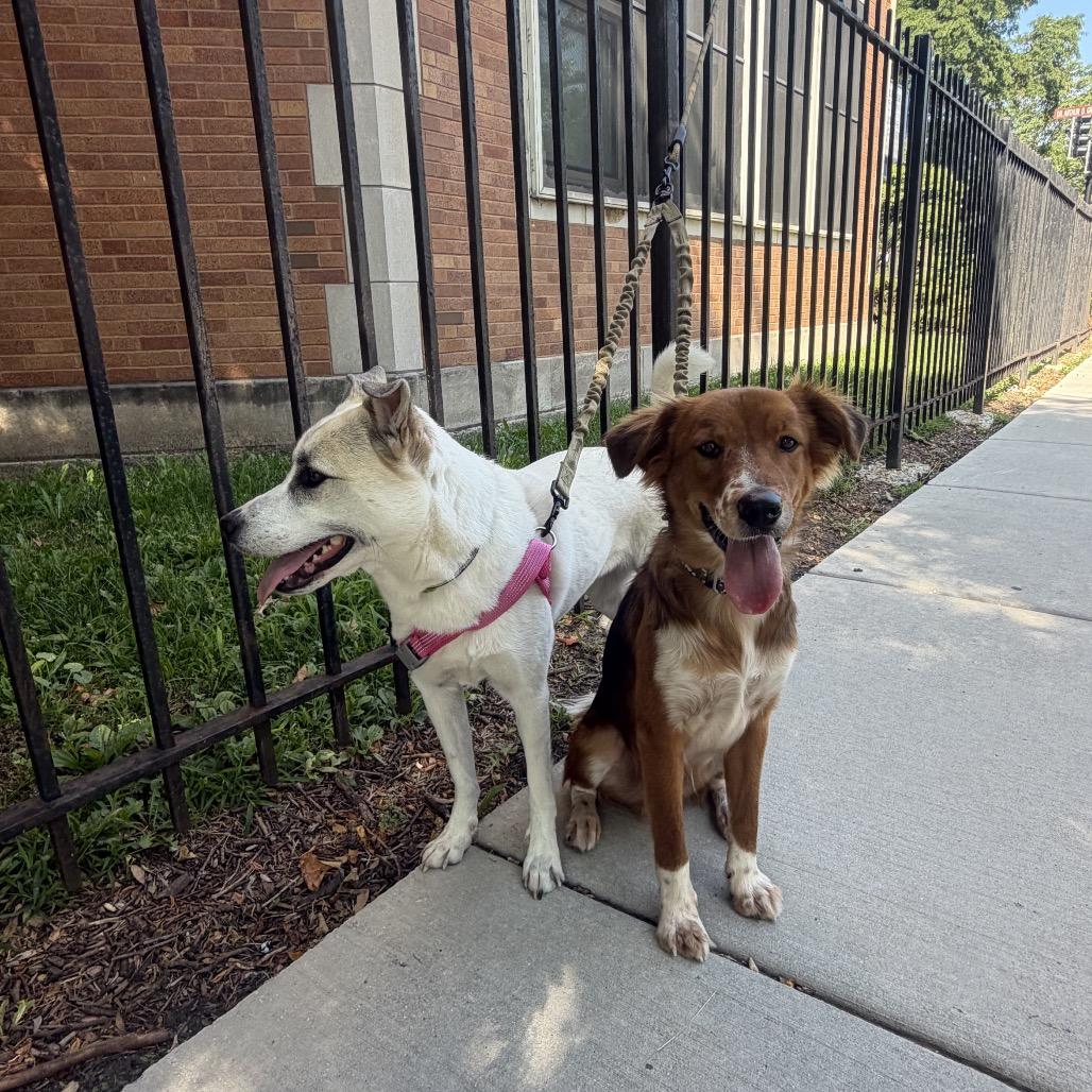 Wheezer, an adopted Shepherd in Chicago, IL image 5/6