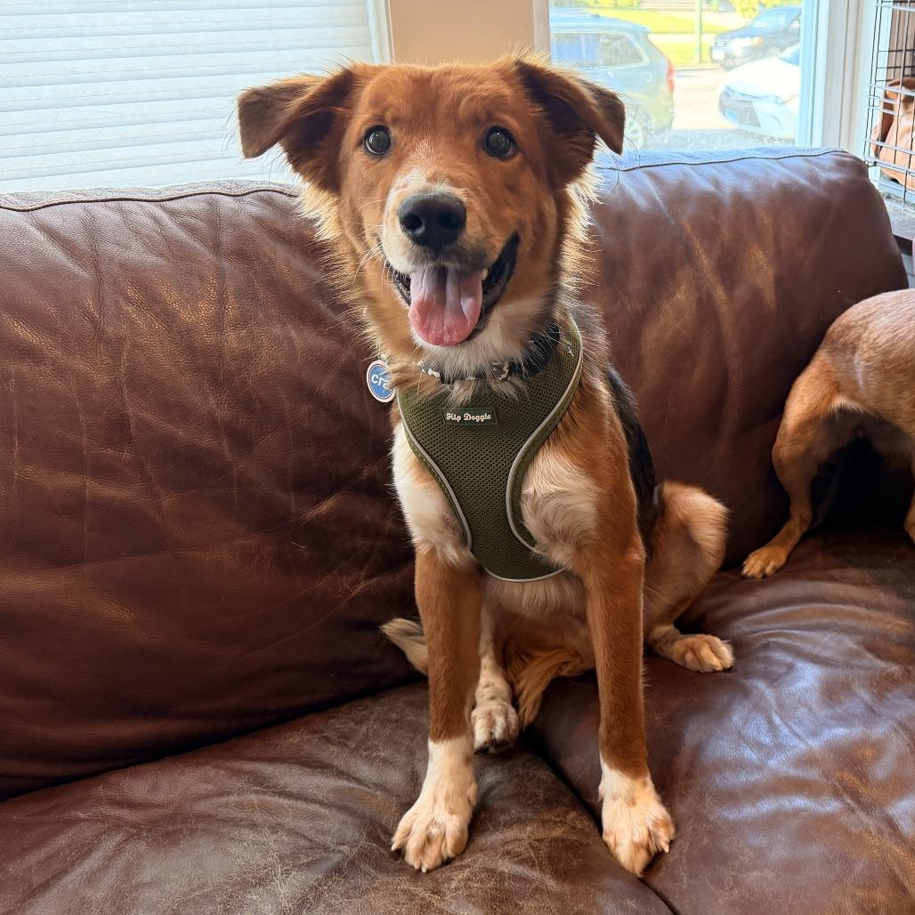 Wheezer, adopted, Adult Male Shepherd.