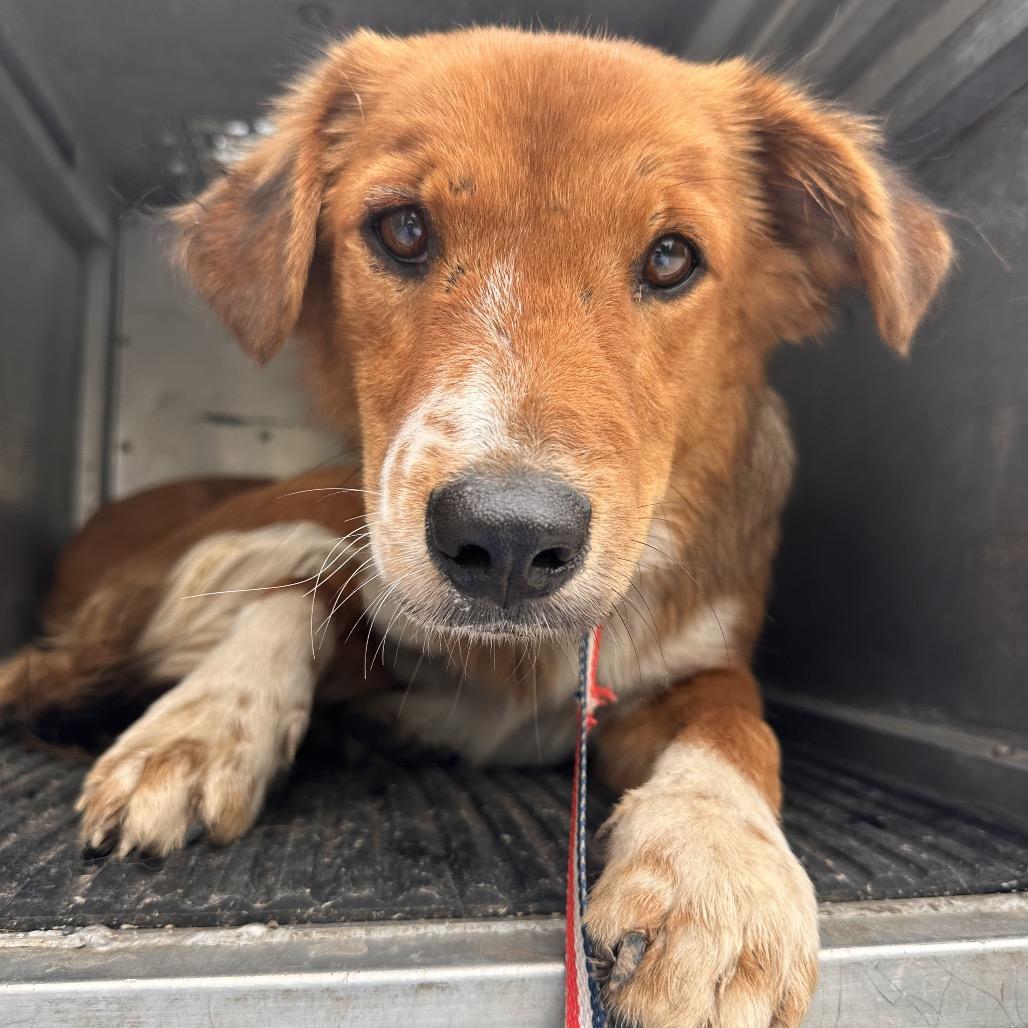 Wheezer, an adopted Shepherd in Chicago, IL image 6/6